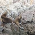 Islas Ballestas bij Paracas