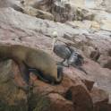 Islas Ballestas bij Paracas