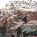 Islas Ballestas bij Paracas