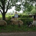 Herder, herder laat je schaapjhes gan. Ik durf niet ...<br>Waarom niet?