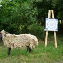 Het schaap met de vijf poten