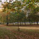 Haarlemmerhout