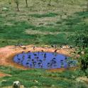 Tsavo National Park, Kenia