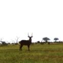 Tsavo National Park, Kenia