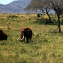 Tsavo National Park, Kenia