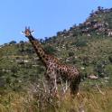 Tsavo National Park, Kenia