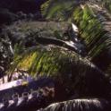 Haiti, likeurstokerij
