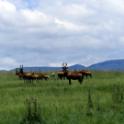 wildpark Midmar