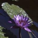 Bothanical Gardens, Durban